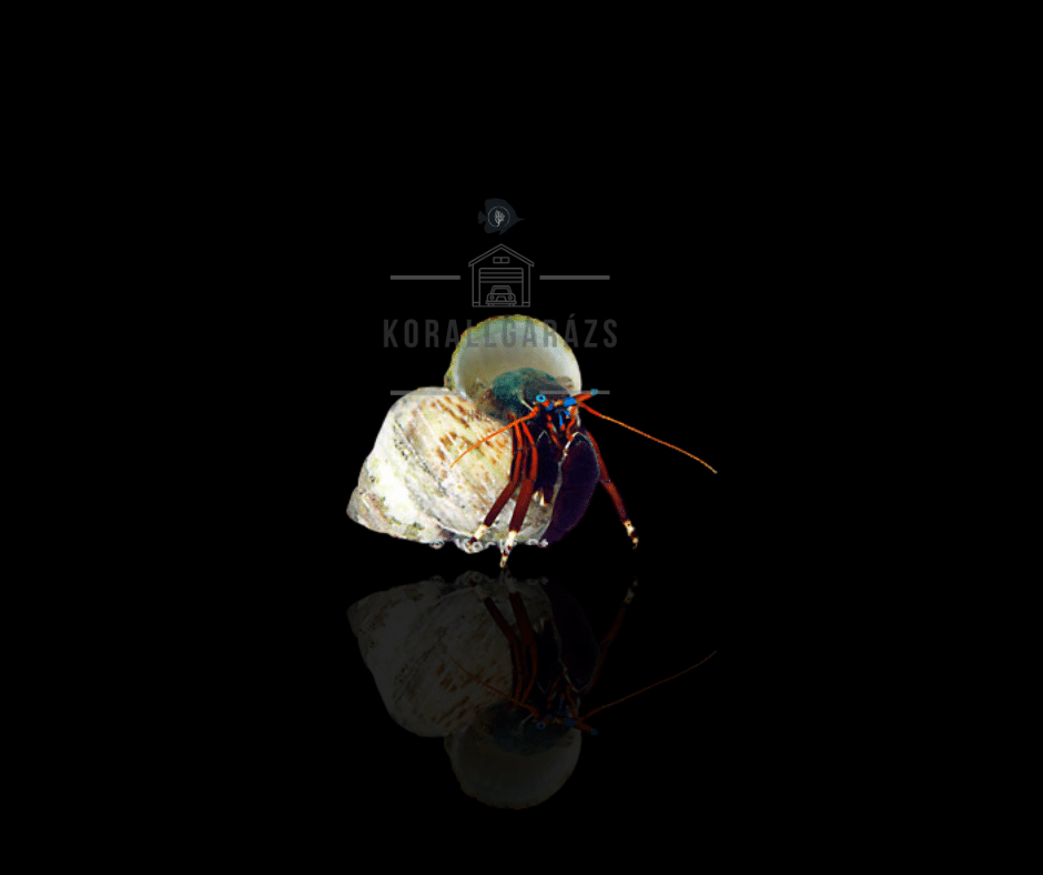 Calcinus Tibicen (orangeclaw hermitcrab)